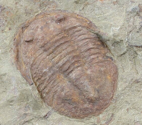 Ordovician Asaphellus Trilobite - Morocco #45090